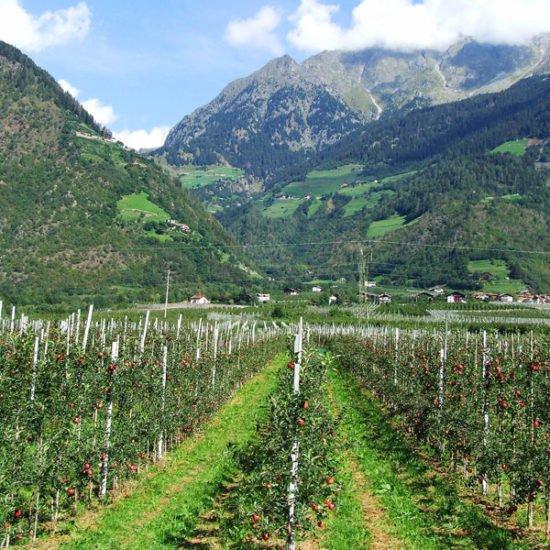 Bio trifft Tradition – Mit dem eigenen Bauerngarten beim Gast punkten