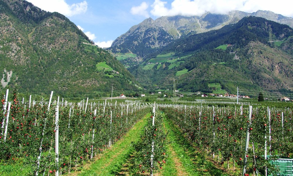 Bio trifft Tradition – Mit dem eigenen Bauerngarten beim Gast punkten