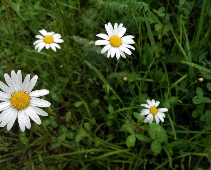 Der Frühling kommt – bereiten Sie sich professionell darauf vor!