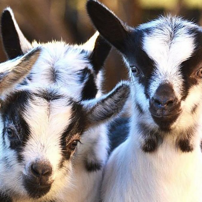 Verband Südtiroler Kleintierzüchter